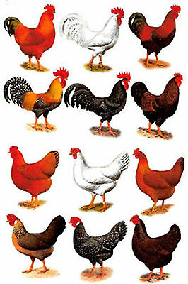 12 Rooster Hen Select Size Waterslide Ceramic Decals Bx