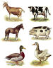 Select Farm Animal Cow Goat Horse Duck Pig Rooster Waterslide Ceramic Decals Bx